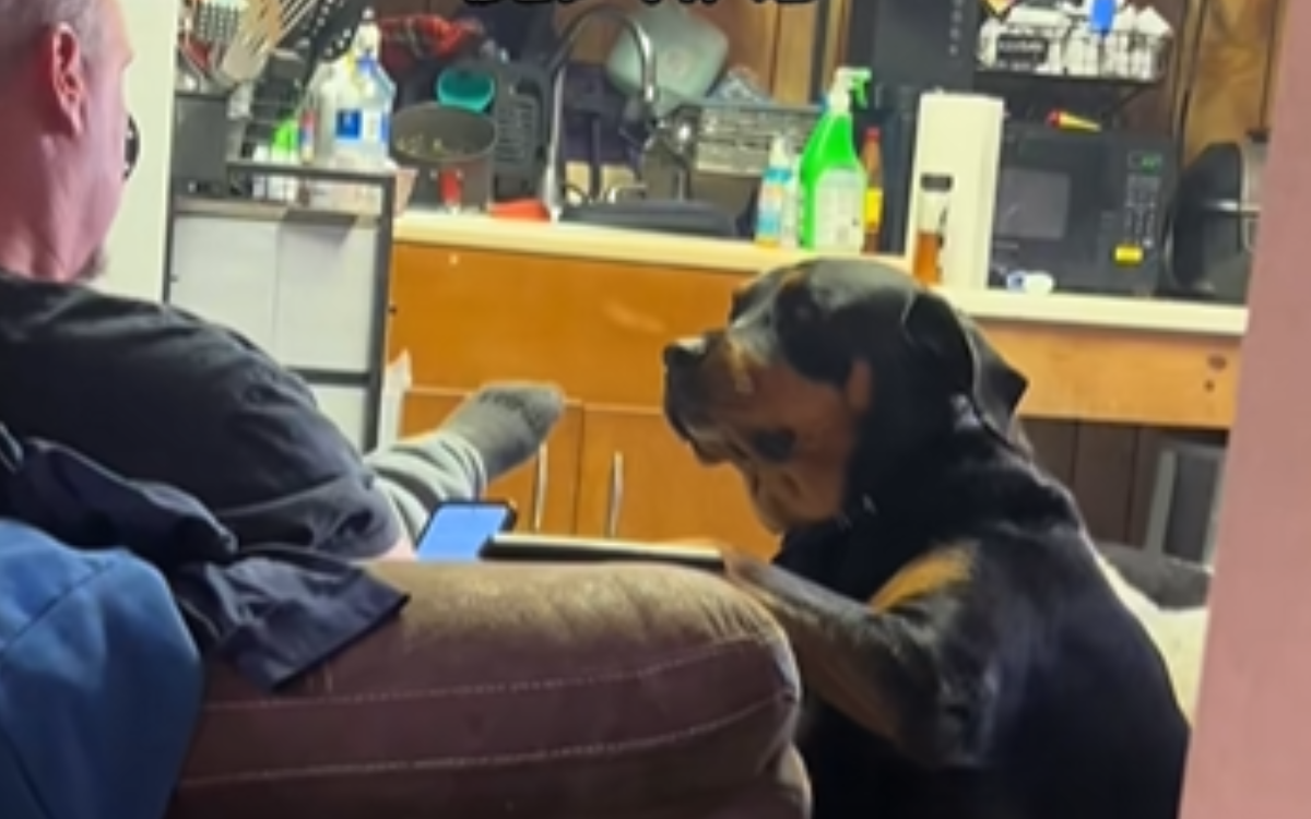 dog-demanding-his-owner-move-seats.png