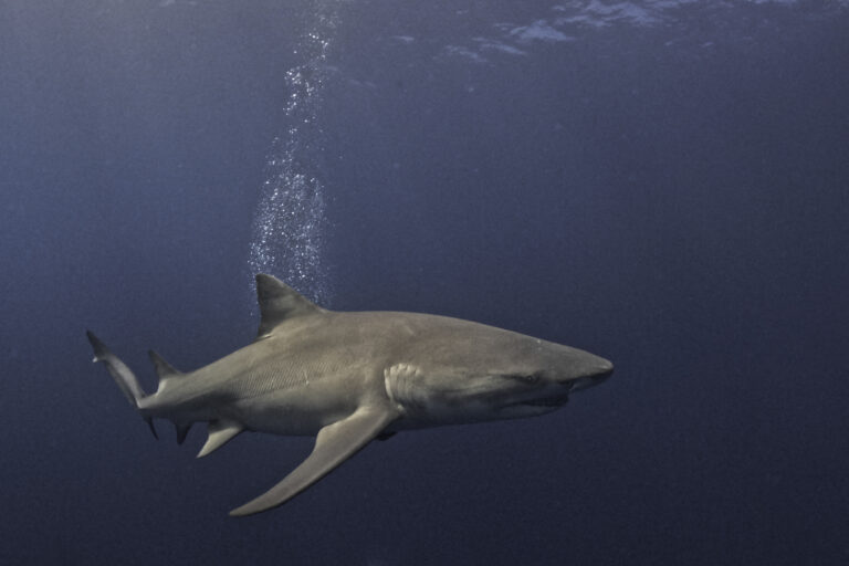 shark.jpg