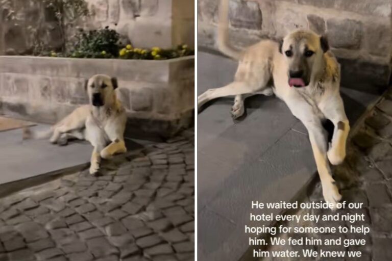 stray-dog-waits-hotel.jpg