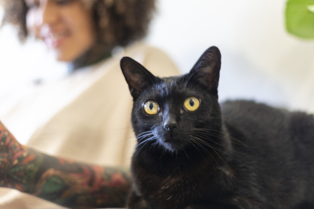 black-cat-woman-home.jpg