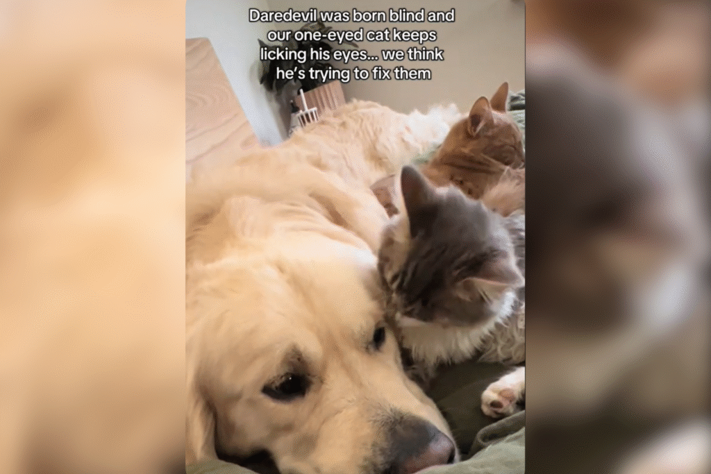 blind-golden-retriever.png