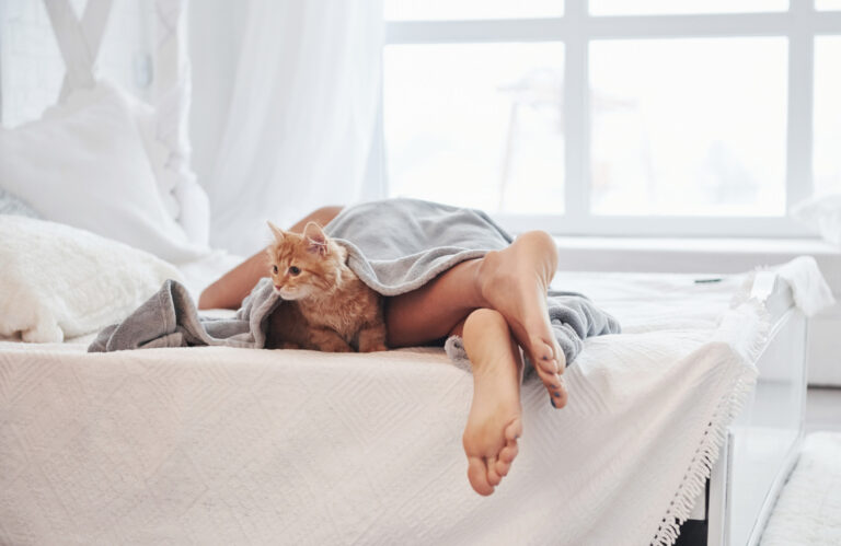 cat-bed.jpg