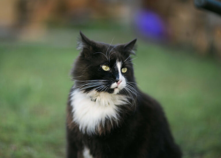 cat-grass.jpg