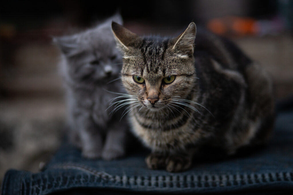 cat-not-pleased.jpg