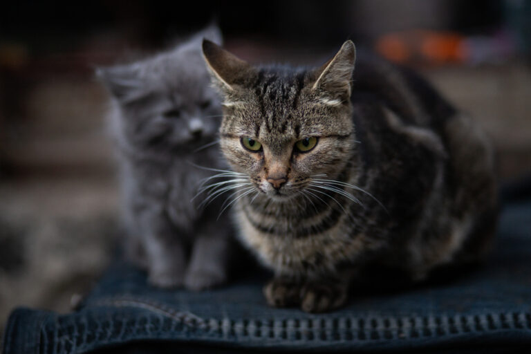 cat-not-pleased.jpg