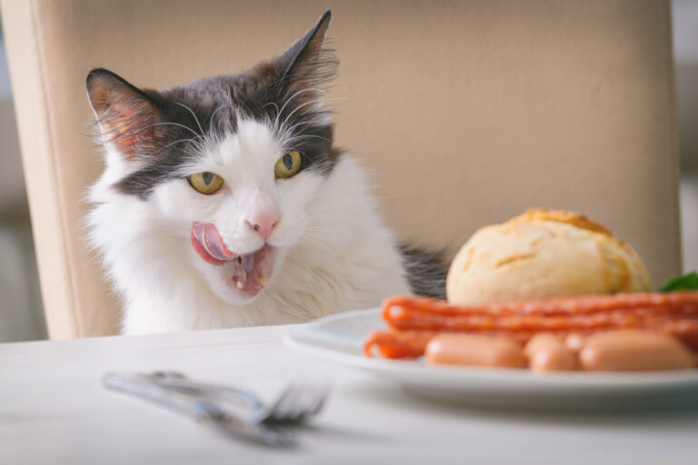 cat-stares-food.jpg
