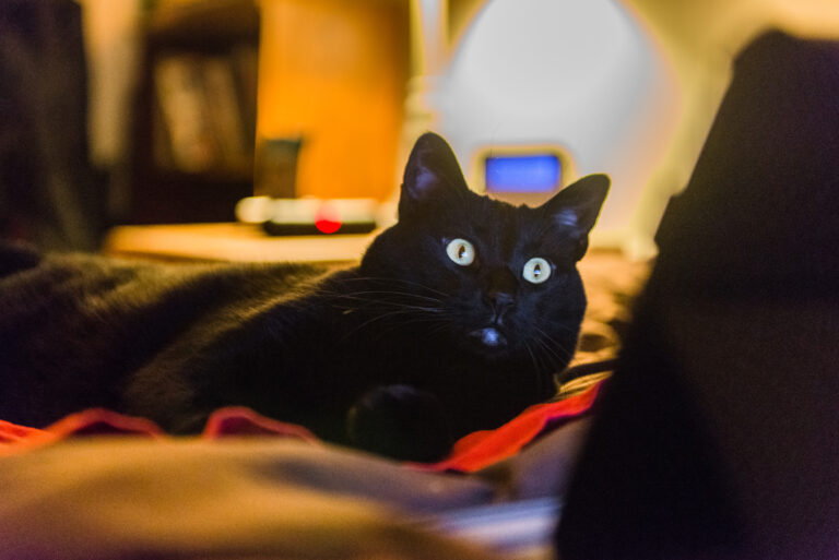 cat-watching-tv.jpg