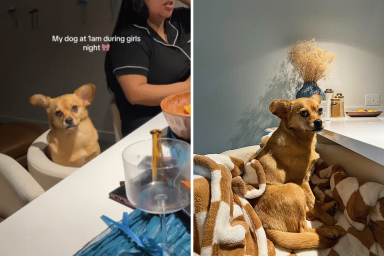 chihuahua-goes-viral-presence-girls-night.png