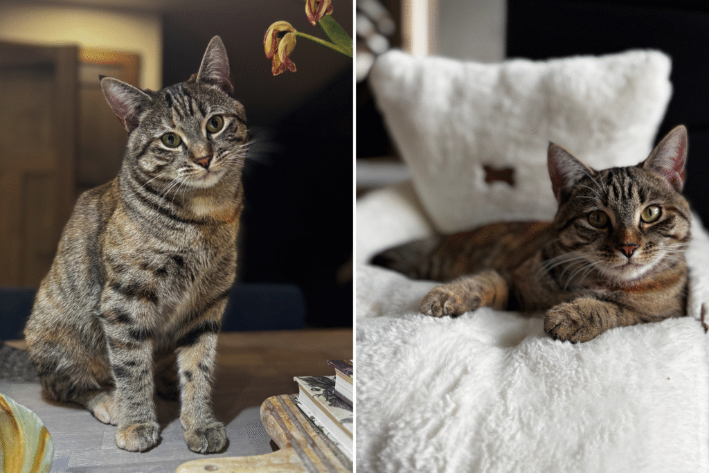 clover-rescue-cat.png