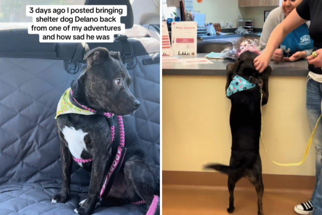 delano-gets-adopted.png