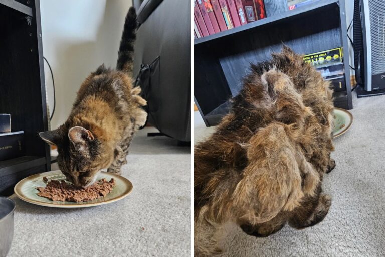 man-finds-matted-cat.jpg