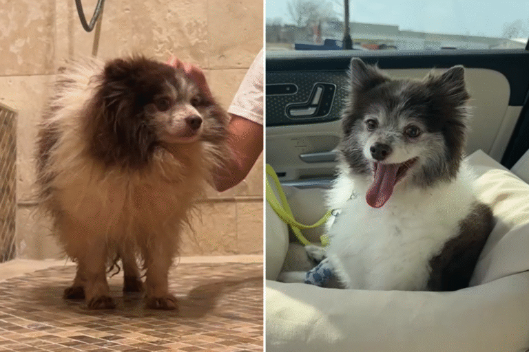 rescued-breeding-dog.png