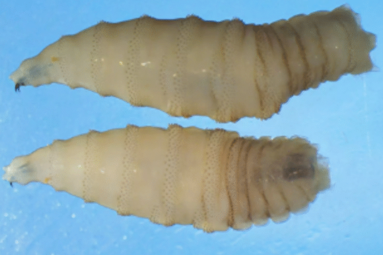screwworm.png