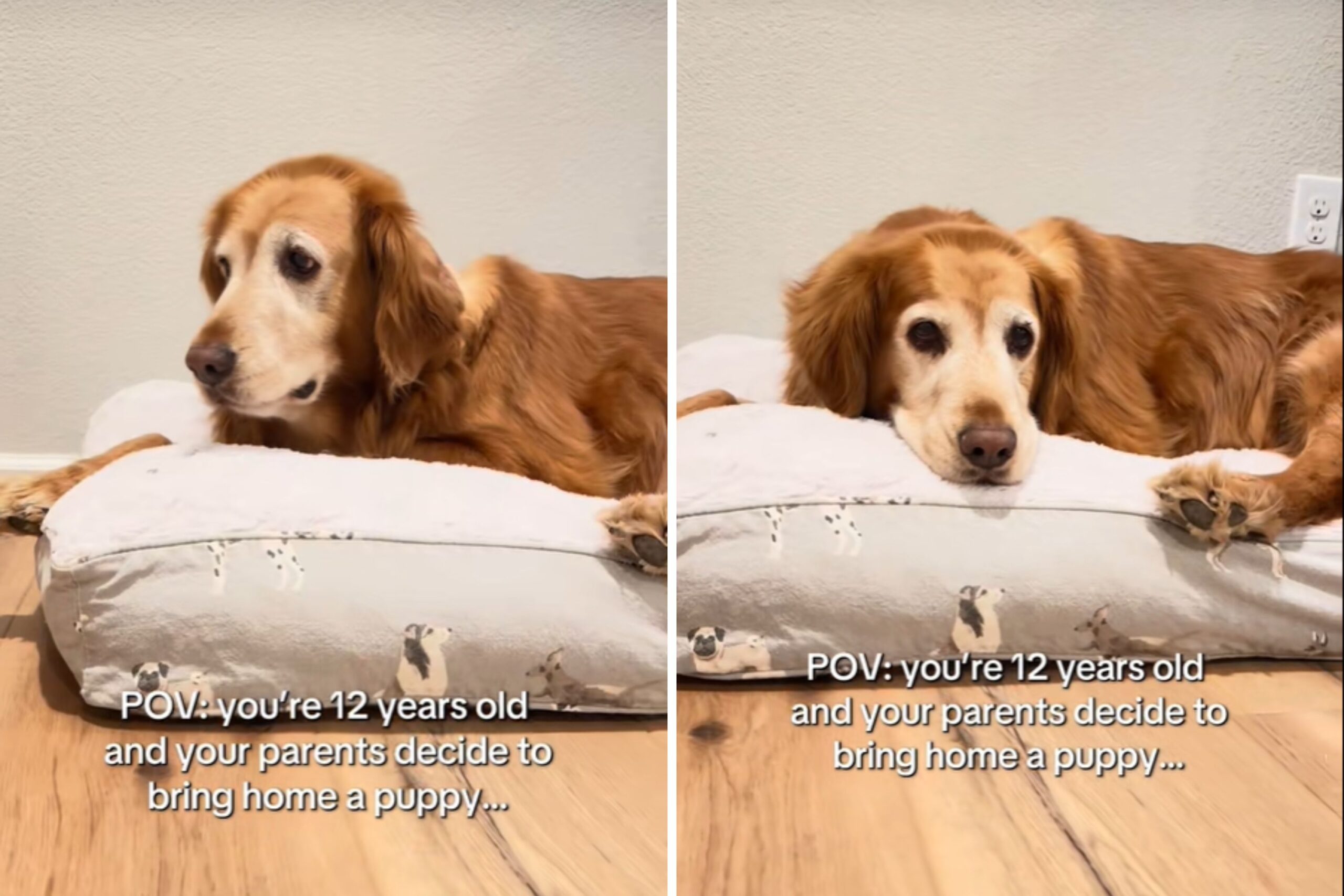senior-golden-retriever-low-energy.jpg
