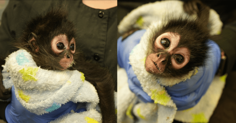 spider-monkey.png