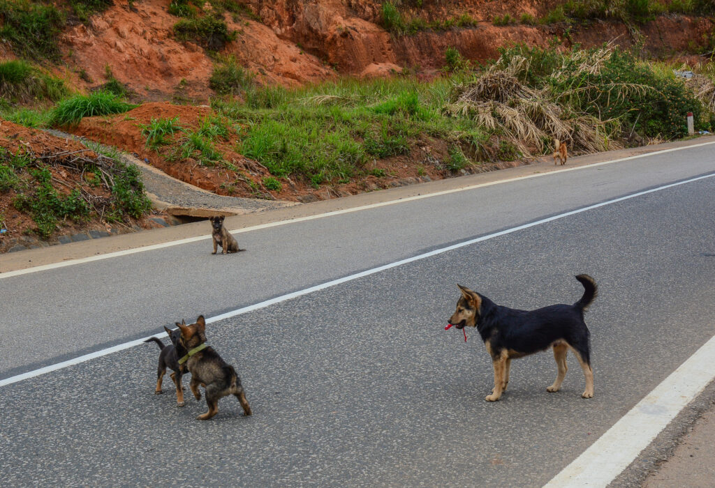 stray-dogs.jpg