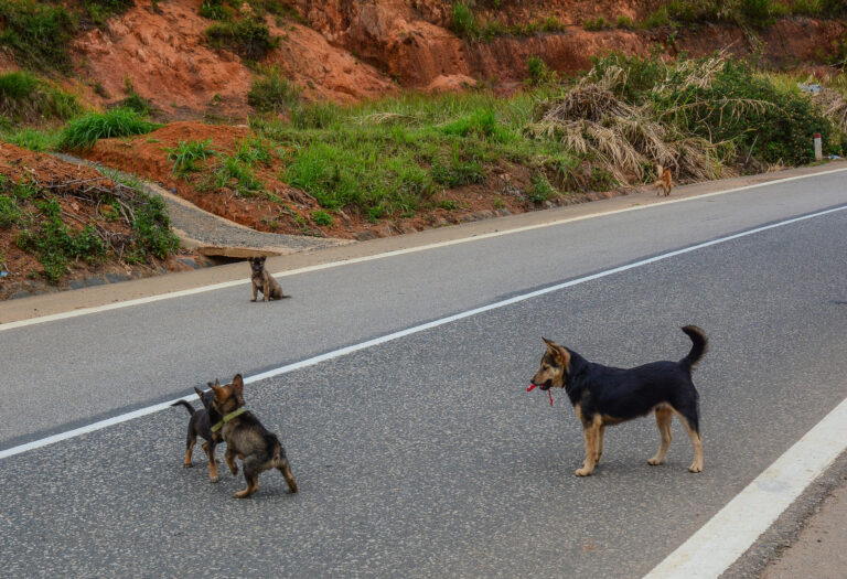 stray-dogs.jpg