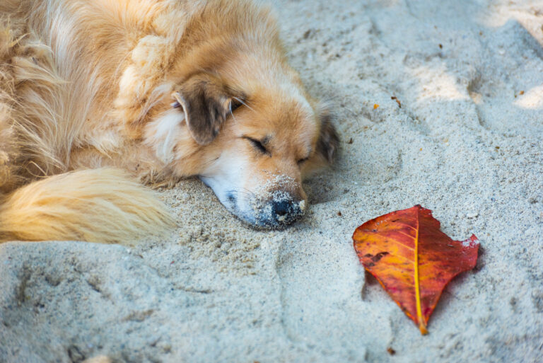1750341071_stock-image-dog-beach.jpg