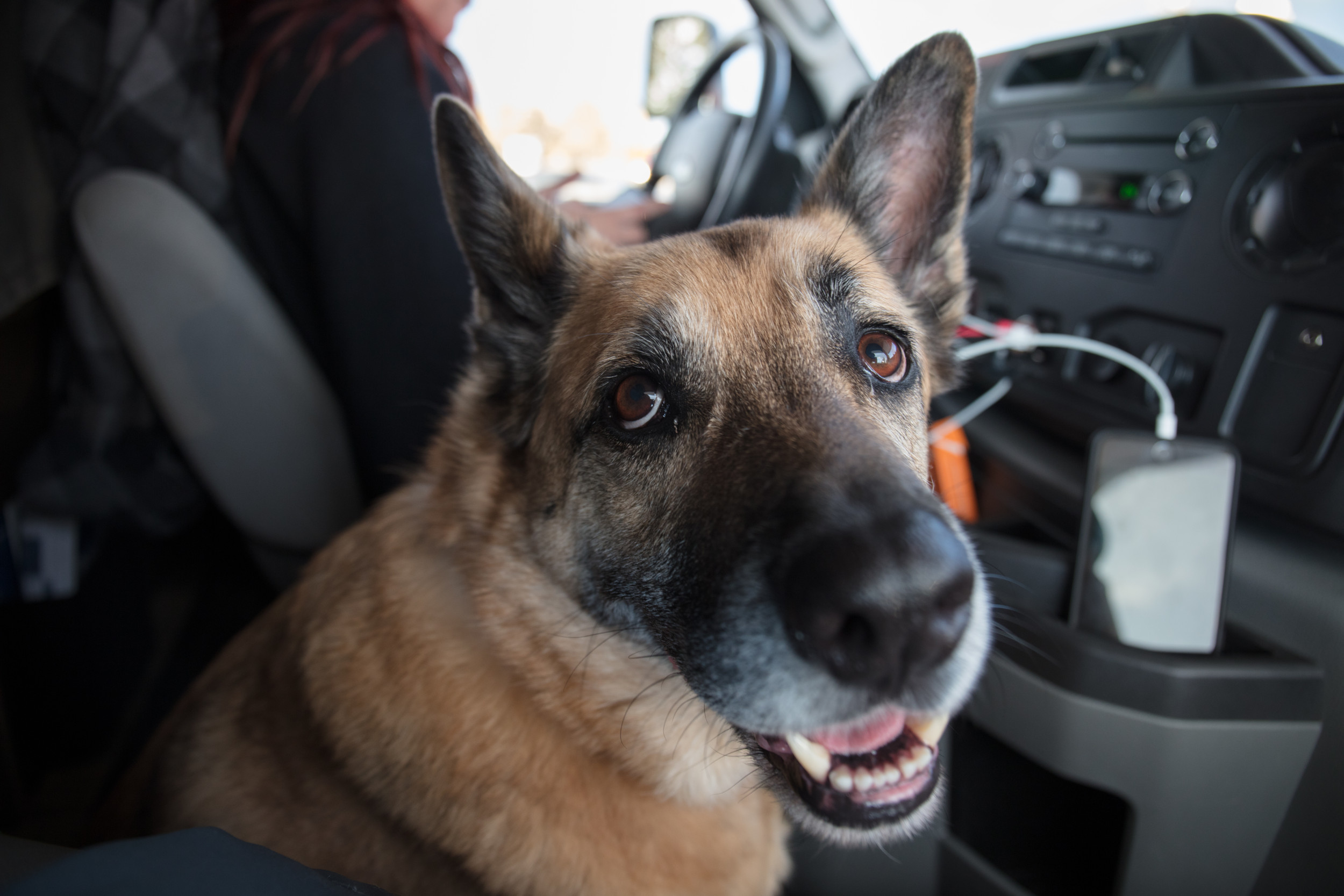 german-shepherd-car.jpg