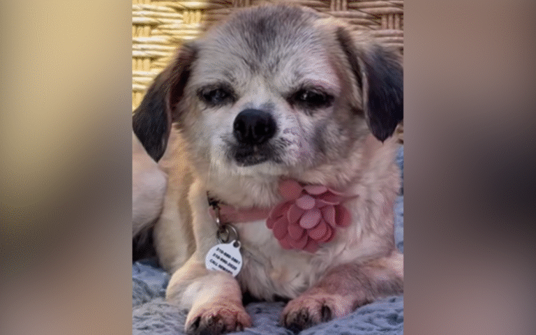 molly-senior-rescue-dog.png