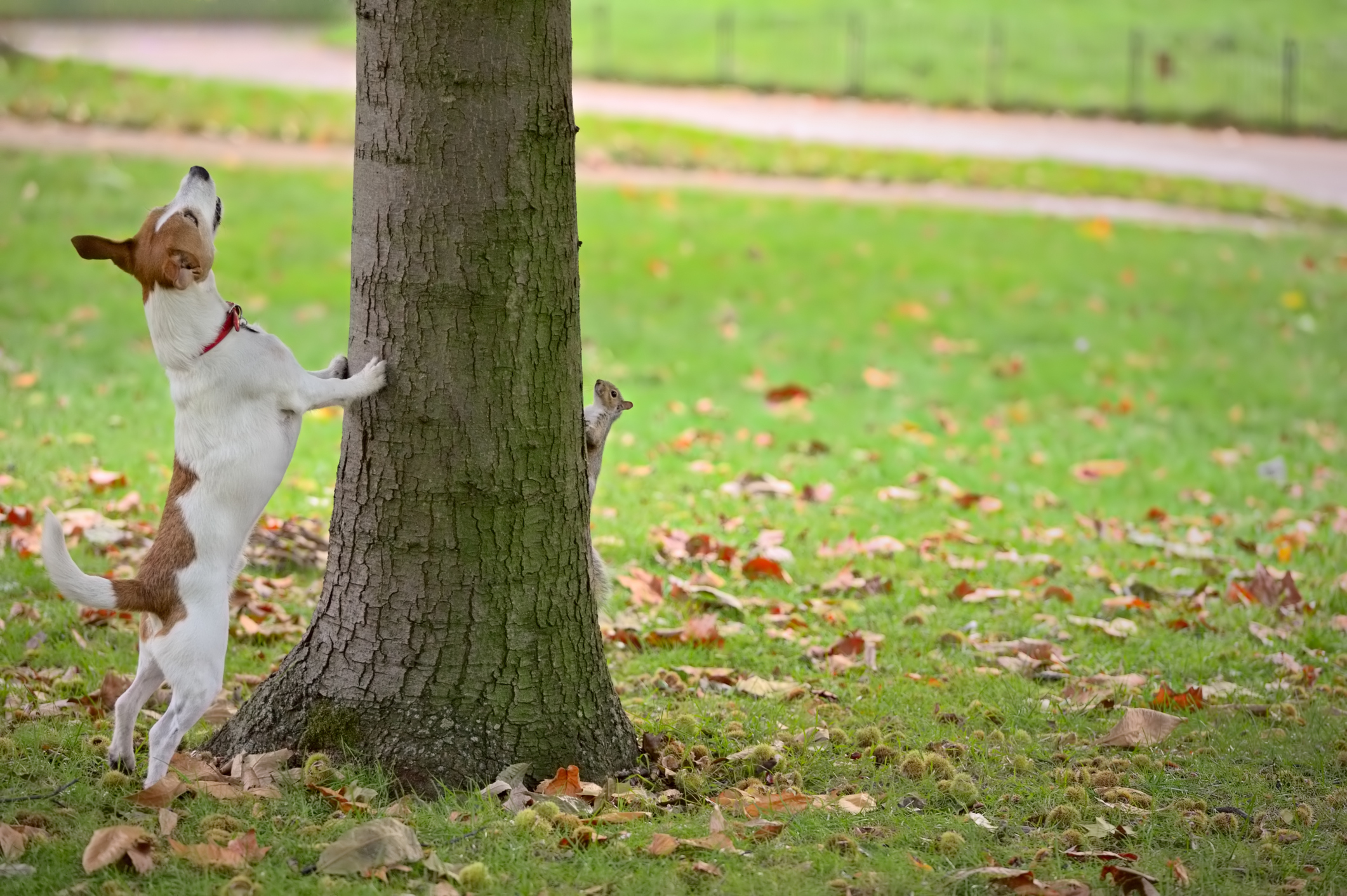 stock-image-dog-chasing-squirrel.jpg