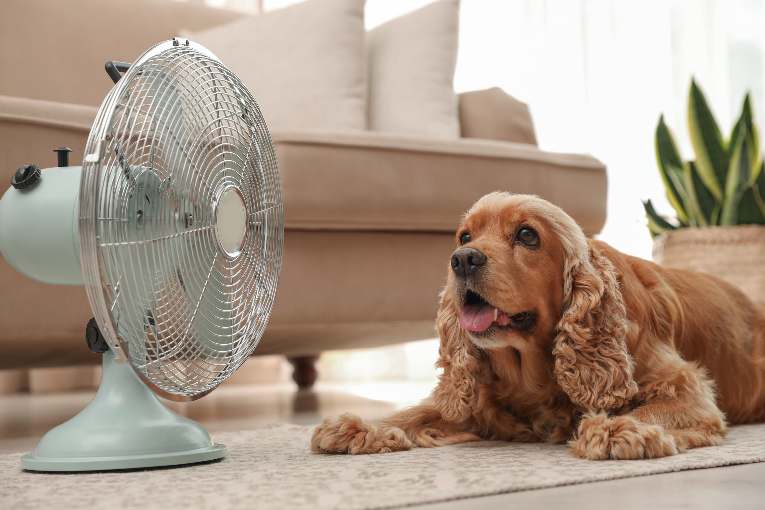 dog-cools-down-front-fan.jpg