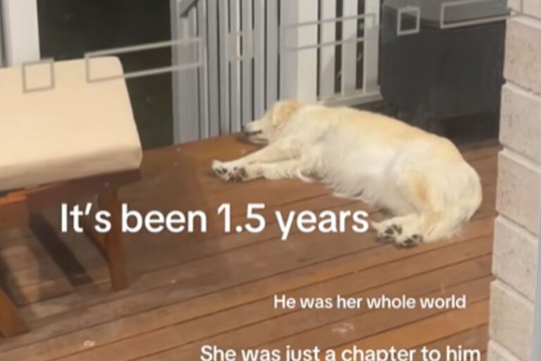 golden-retriever-depressed.jpg