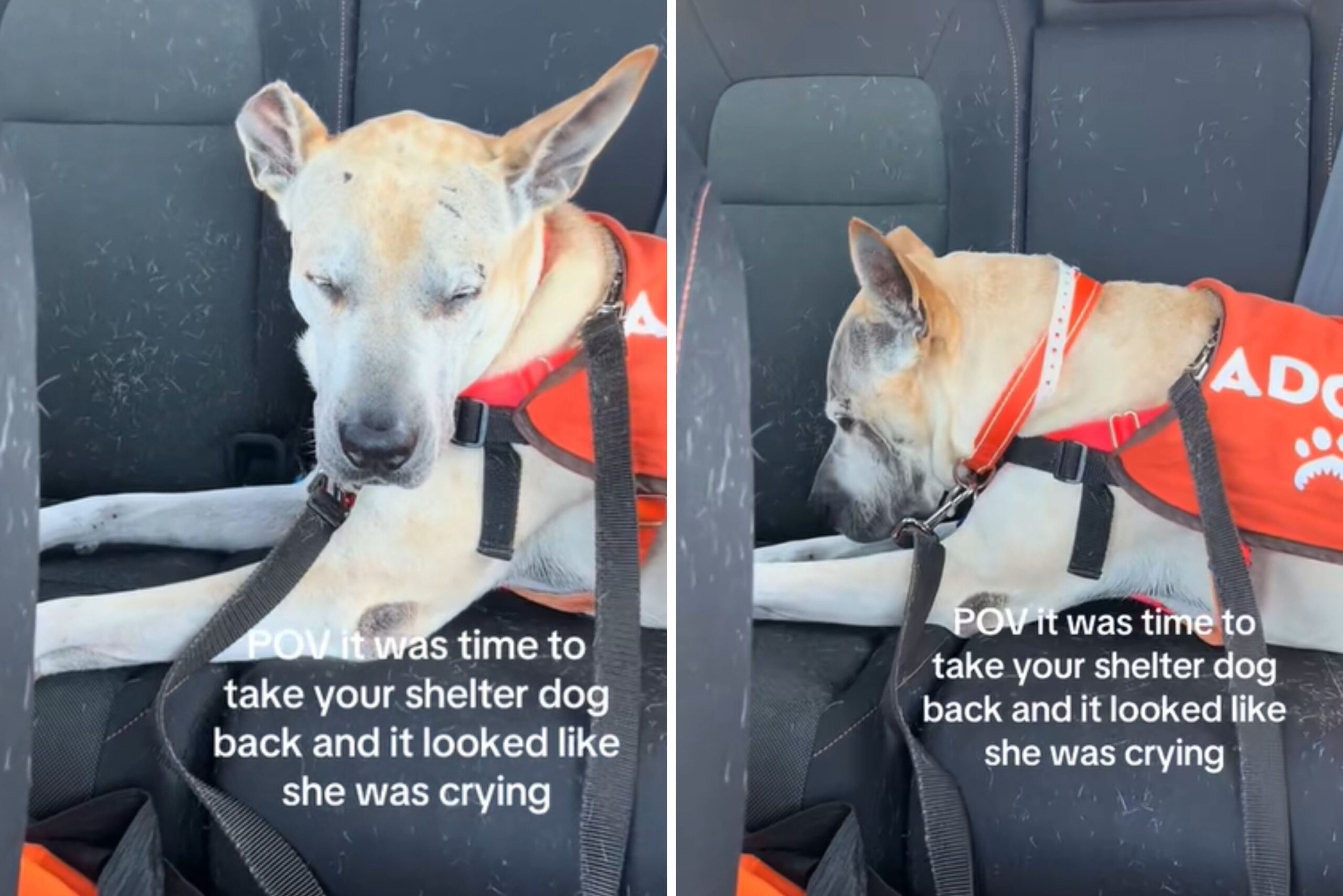 shelter-dog-cries-car.jpg