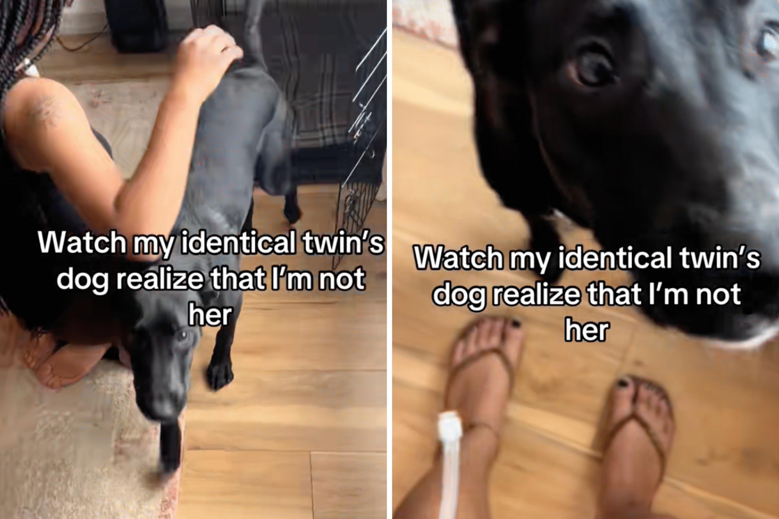 split-image-dog.png