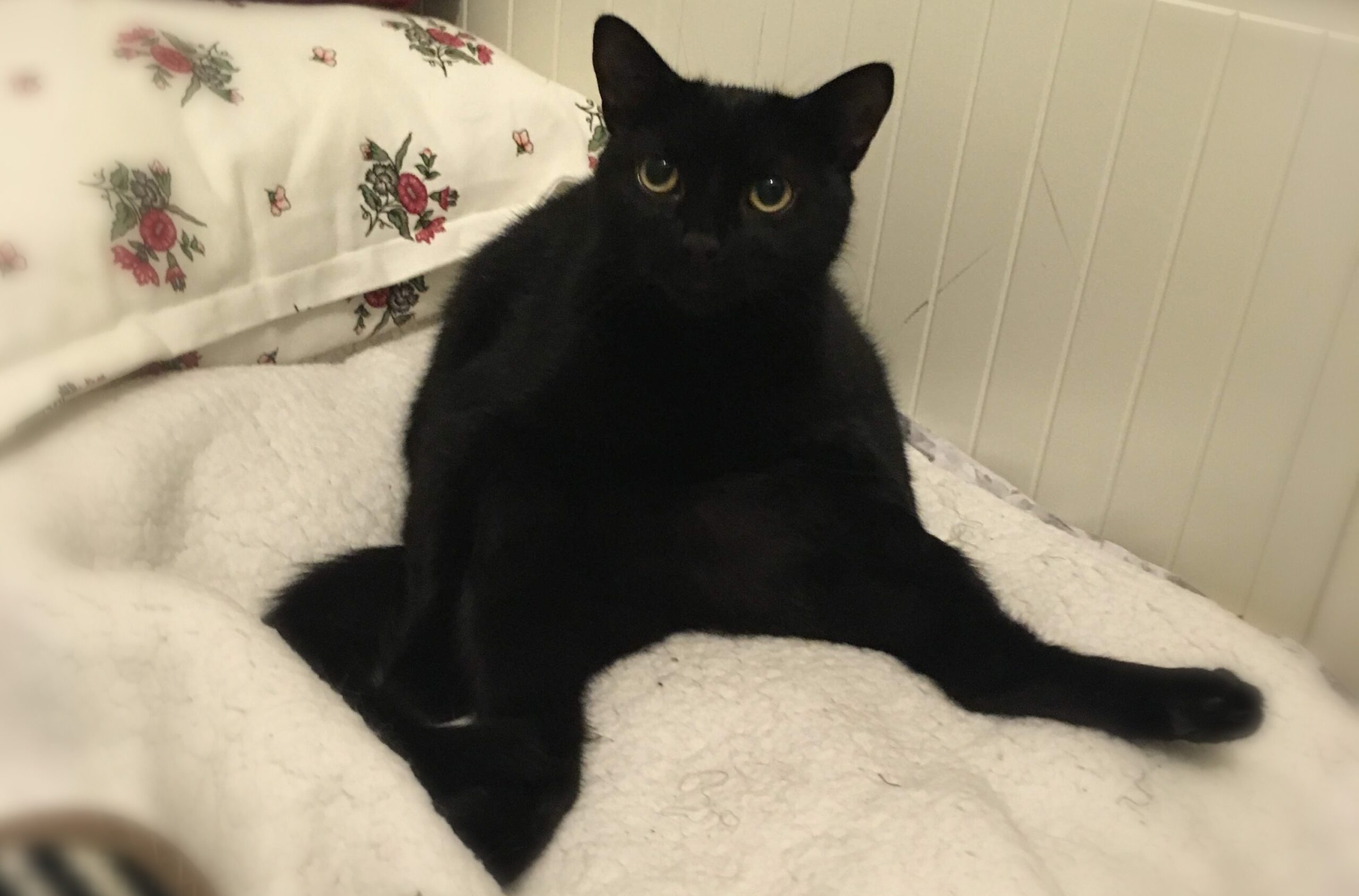 black-cat.jpg