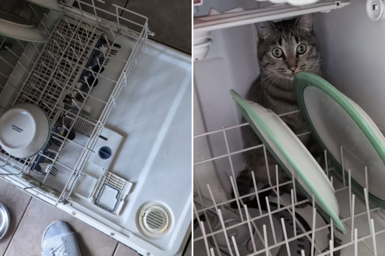 cat-dishwasher.png