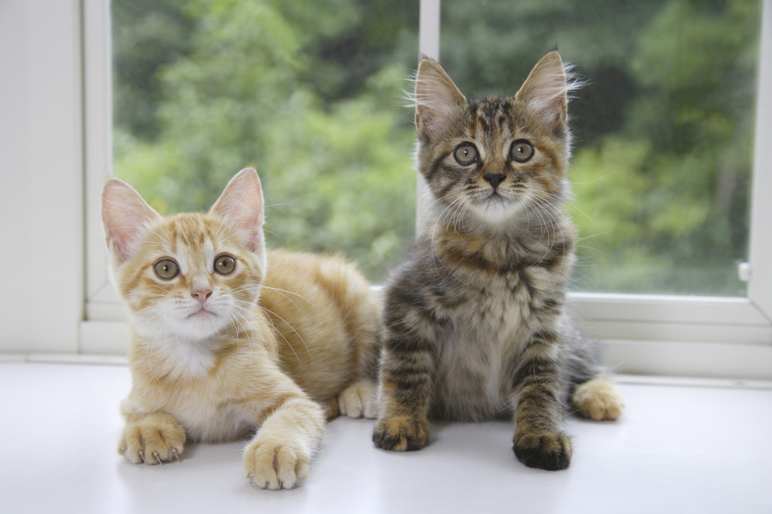 cats-sit-together-look-camera.jpg
