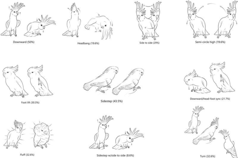 cockatoos-dance-moves.png