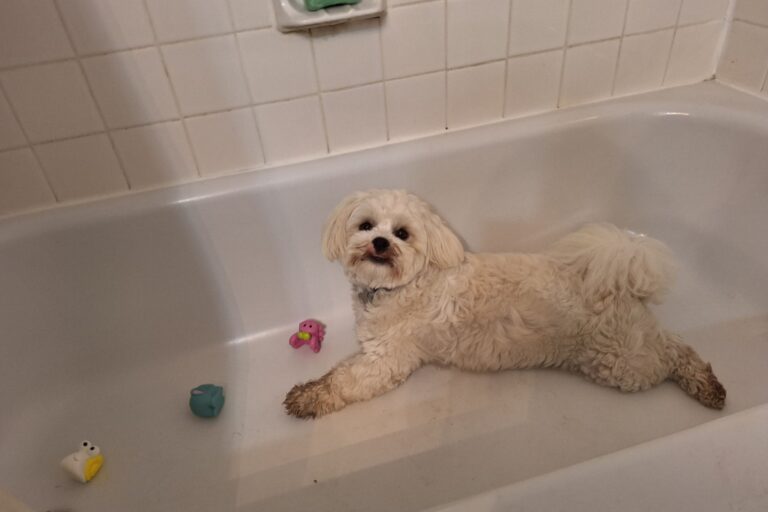 dog-playing-bathtub.jpg