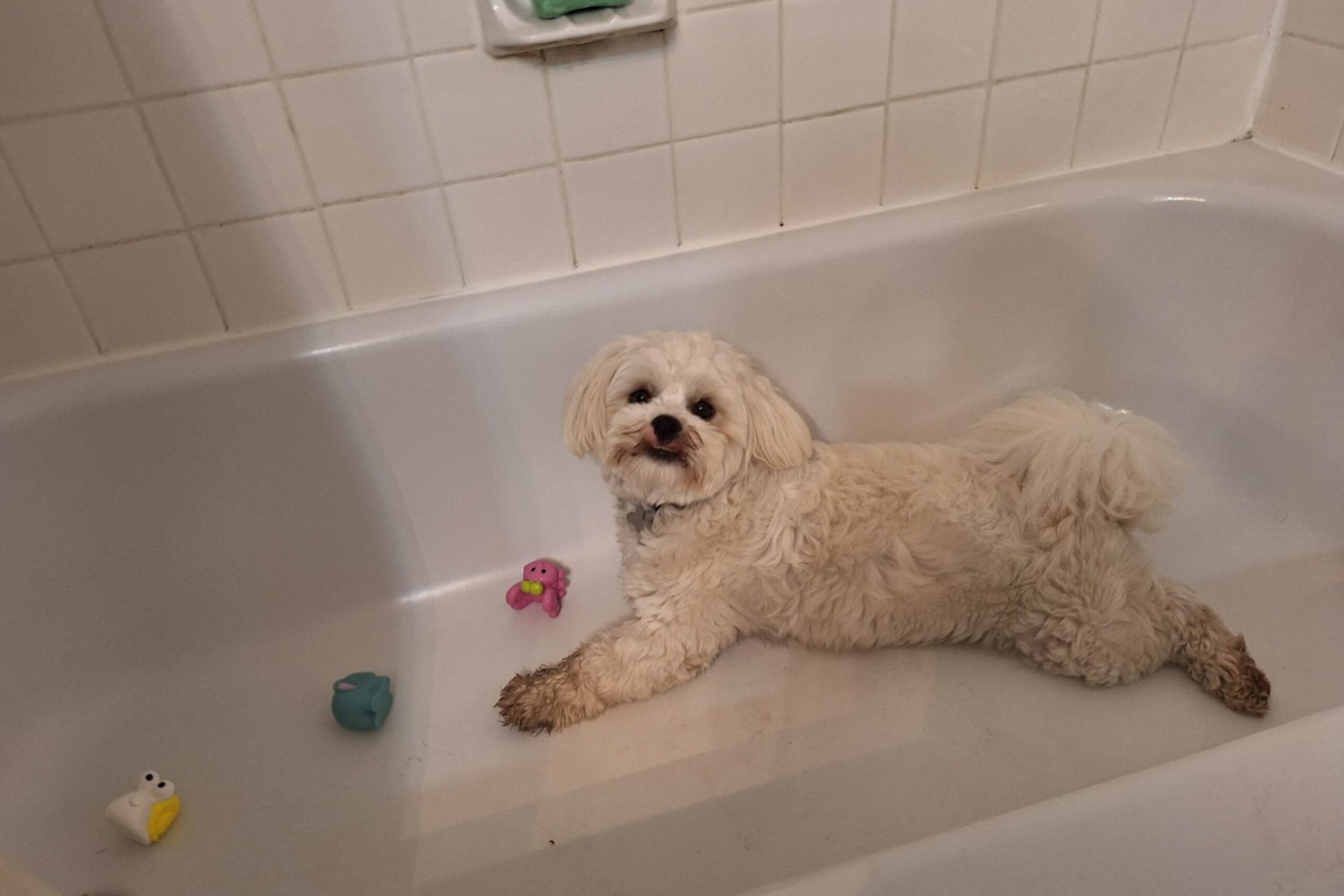 dog-playing-bathtub.jpg