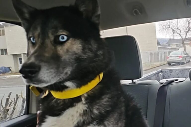 dog-reddit.jpg