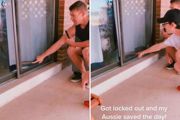 dog-unlocks-sliding-door.jpg