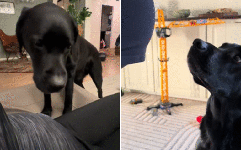 elvis-labrador-could-sense-baby.png