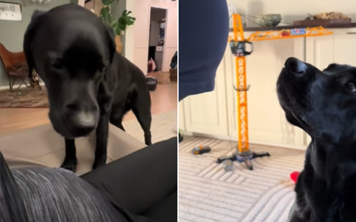 elvis-labrador-could-sense-baby.png