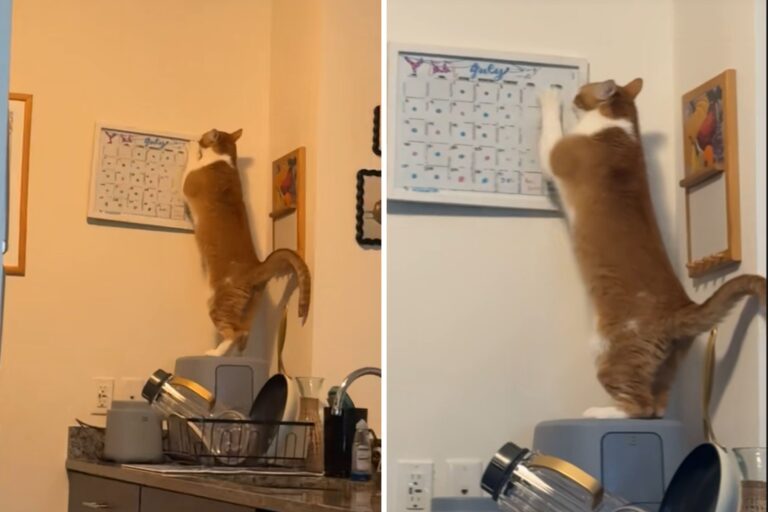orange-cat-scratches-calendar.jpg