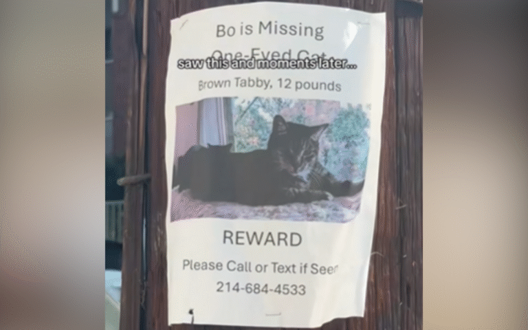 poster-bowie-missing-cat.png