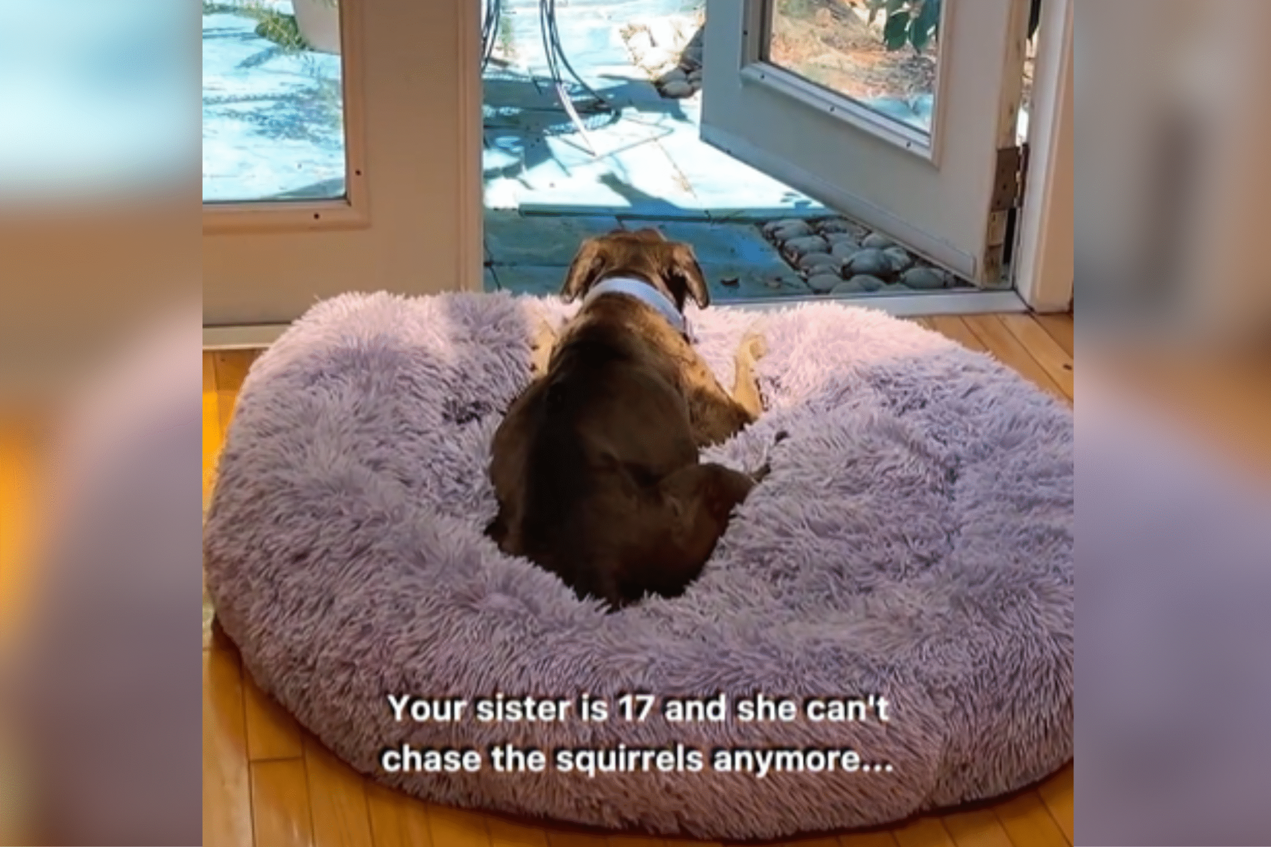 17-year-old-dog-watches-squirrels-bed.png