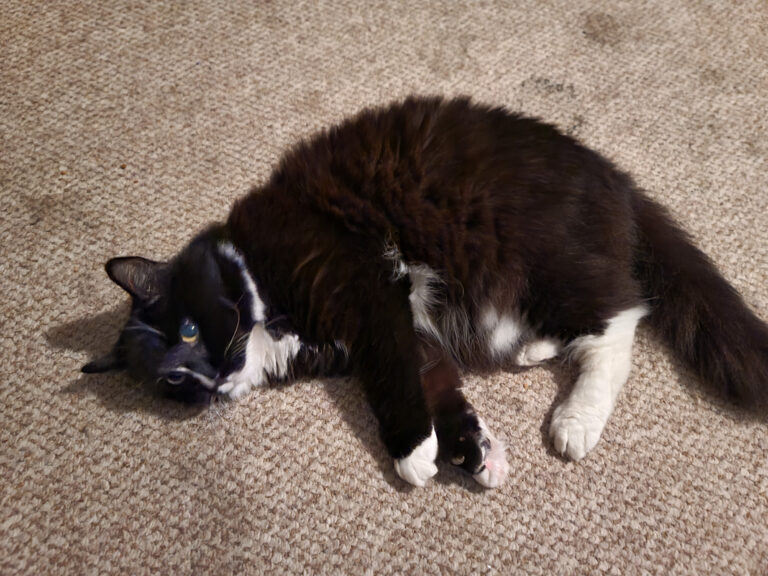 cat-brown-carpet.jpg