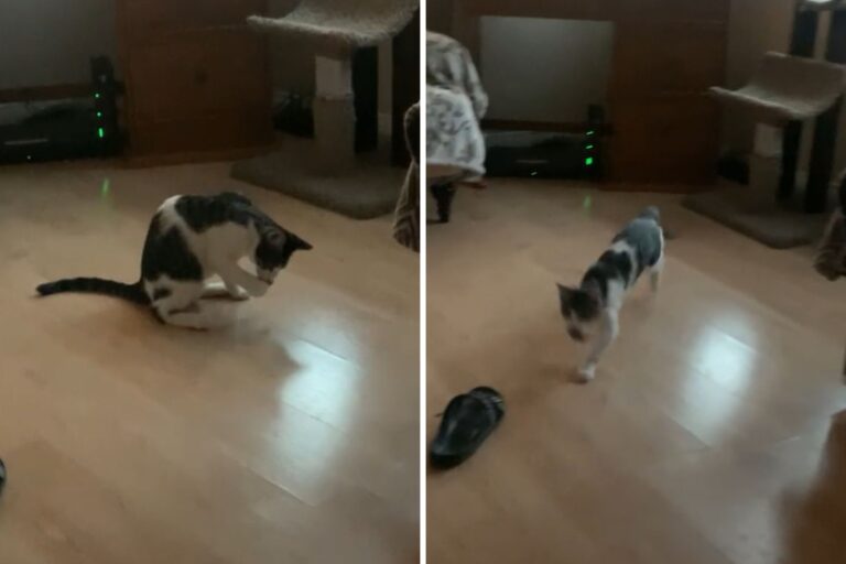 cat-playing-fetch.jpg