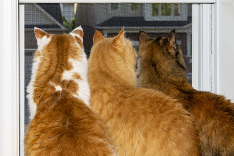 cats-looking-out-window.jpg