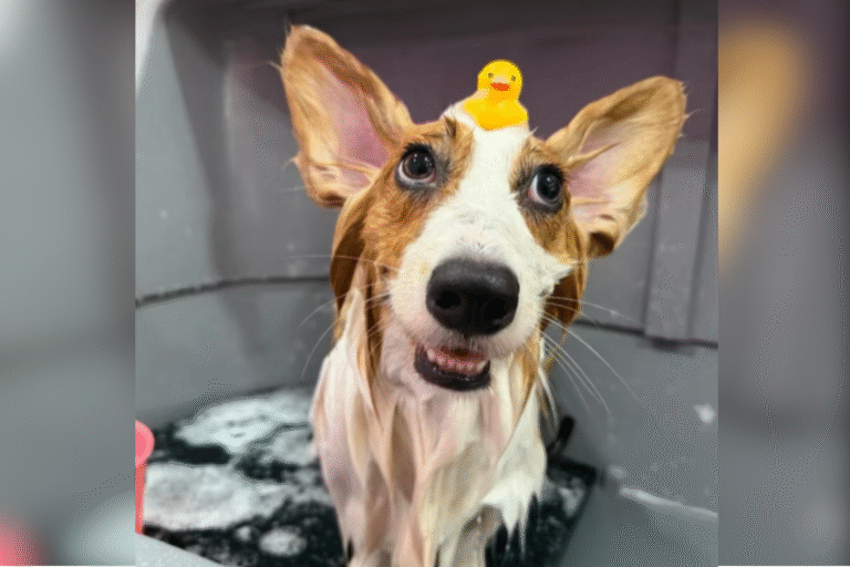 corgi-groomers.png