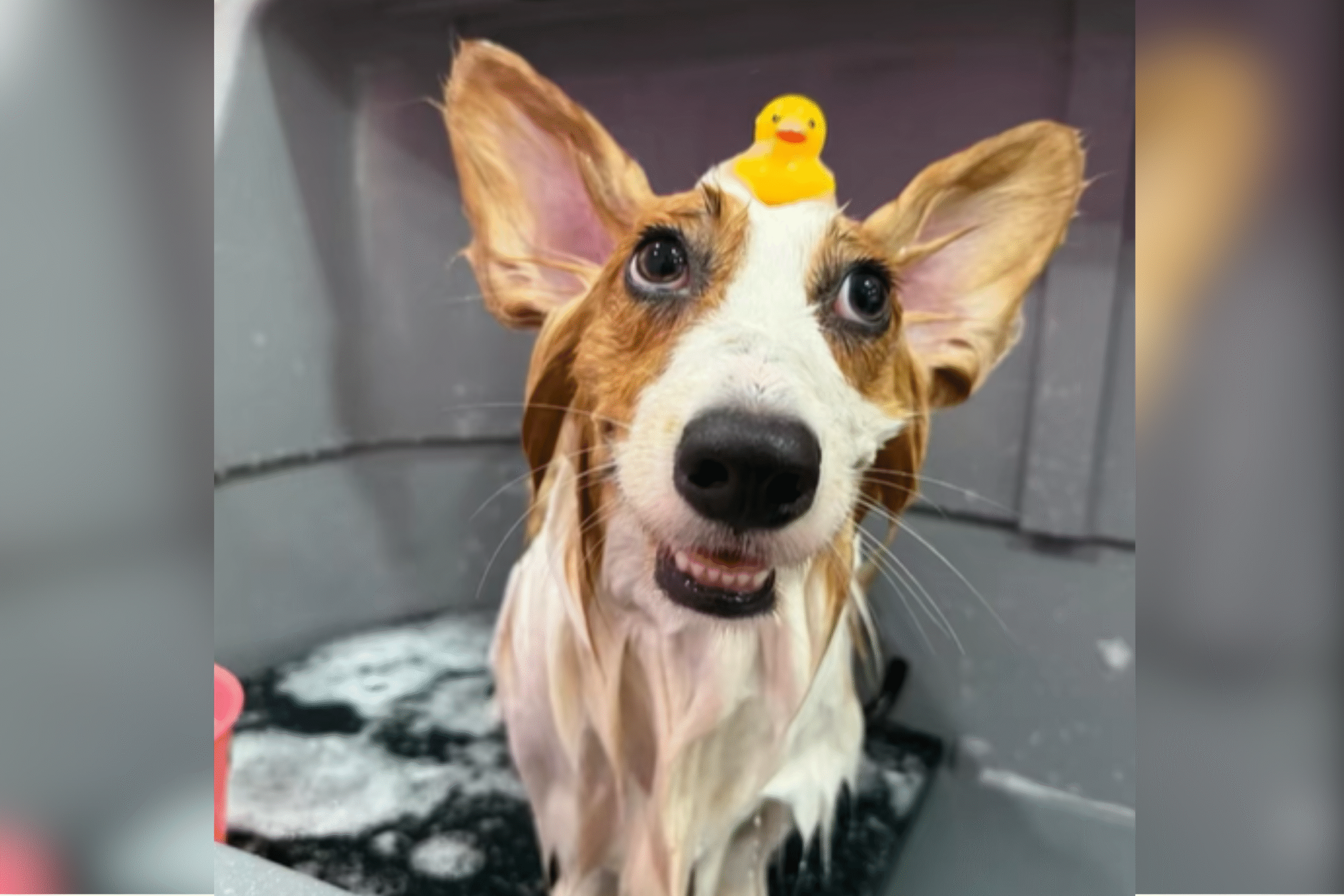 corgi-groomers.png