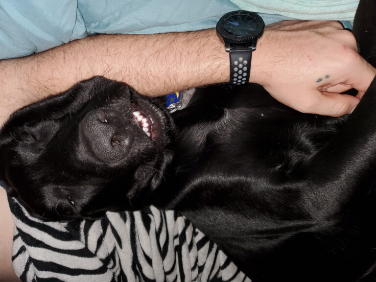 dog-asleep.jpg