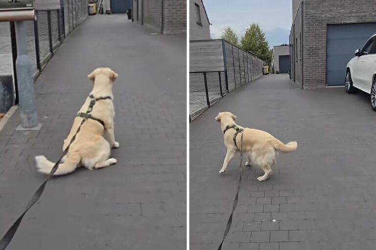 golden-retriever-waits-friends.jpg