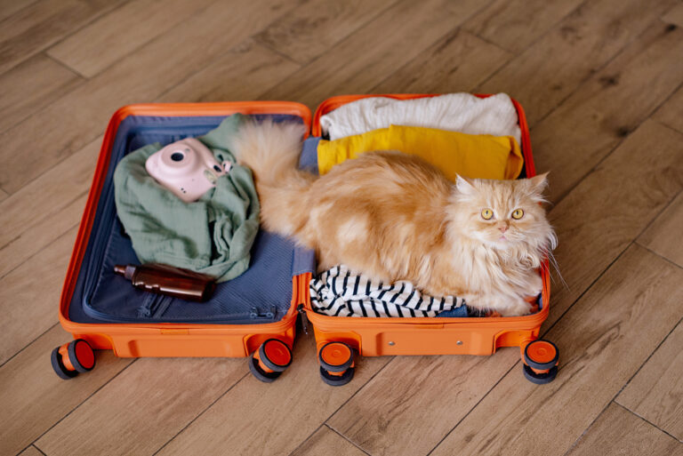 orange-cat-suitcase.jpg